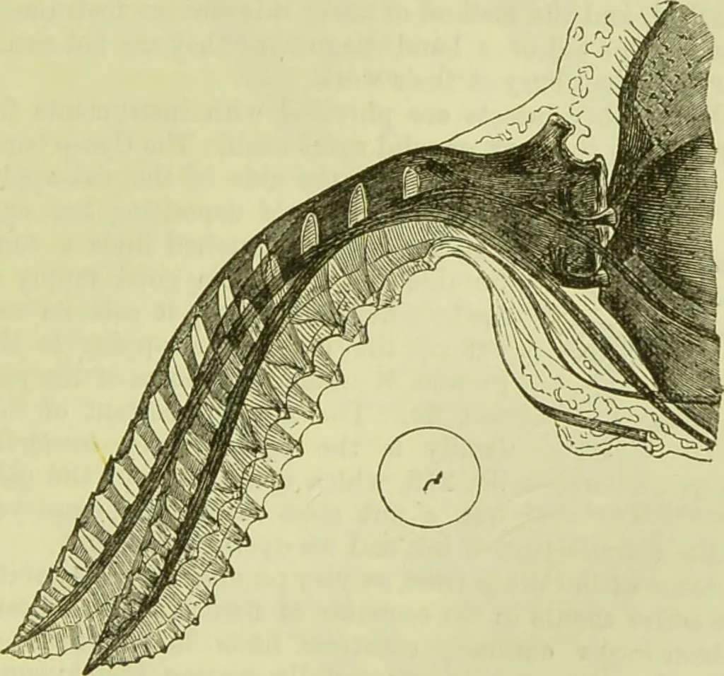 An illustration from The microscope : its history, construction, and application, being a familiar introduction to the use of the instrument, and the study of microscopical science / by Jabez Hogg ; with upwards of five hundred engravings, and coloured illustrations by Tuffen West., 1890, leaf 657