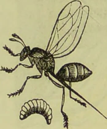 An illustration from The microscope : its history, construction, and application, being a familiar introduction to the use of the instrument, and the study of microscopical science / by Jabez Hogg ; with upwards of five hundred engravings, and coloured illustrations by Tuffen West., 1890, leaf 658