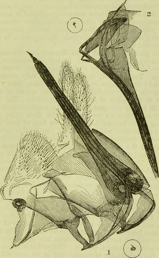 An illustration from The microscope : its history, construction, and application, being a familiar introduction to the use of the instrument, and the study of microscopical science / by Jabez Hogg ; with upwards of five hundred engravings, and coloured illustrations by Tuffen West., 1890, leaf 659