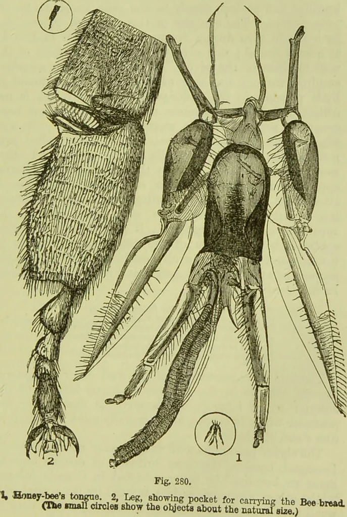 An illustration from The microscope : its history, construction, and application, being a familiar introduction to the use of the instrument, and the study of microscopical science / by Jabez Hogg ; with upwards of five hundred engravings, and coloured illustrations by Tuffen West., 1890, leaf 661