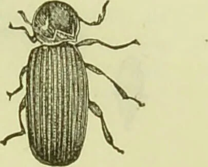 An illustration from The microscope : its history, construction, and application, being a familiar introduction to the use of the instrument, and the study of microscopical science / by Jabez Hogg ; with upwards of five hundred engravings, and coloured illustrations by Tuffen West., 1890, leaf 663