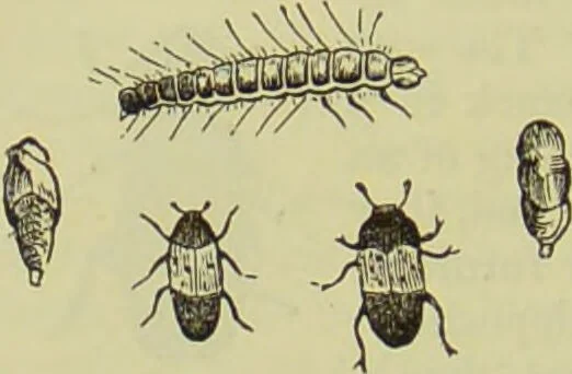 An illustration from The microscope : its history, construction, and application, being a familiar introduction to the use of the instrument, and the study of microscopical science / by Jabez Hogg ; with upwards of five hundred engravings, and coloured illustrations by Tuffen West., 1890, leaf 664