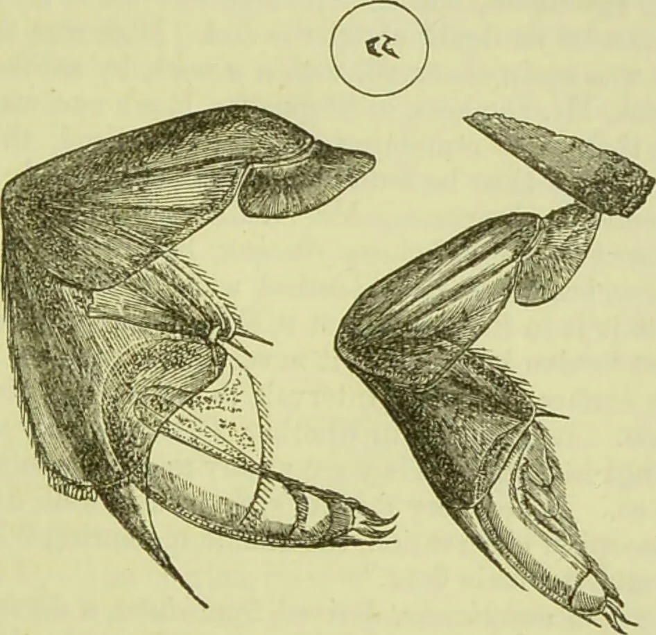 An illustration from The microscope : its history, construction, and application, being a familiar introduction to the use of the instrument, and the study of microscopical science / by Jabez Hogg ; with upwards of five hundred engravings, and coloured illustrations by Tuffen West., 1890, leaf 665