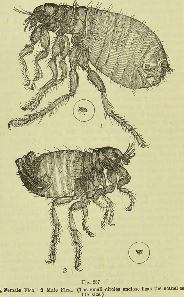 An illustration from The microscope : its history, construction, and application, being a familiar introduction to the use of the instrument, and the study of microscopical science / by Jabez Hogg ; with upwards of five hundred engravings, and coloured illustrations by Tuffen West., 1890, leaf 670