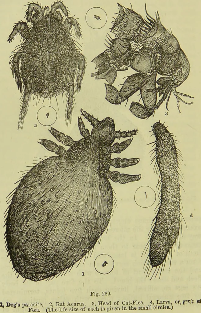 An illustration from The microscope : its history, construction, and application, being a familiar introduction to the use of the instrument, and the study of microscopical science / by Jabez Hogg ; with upwards of five hundred engravings, and coloured illustrations by Tuffen West., 1890, leaf 674