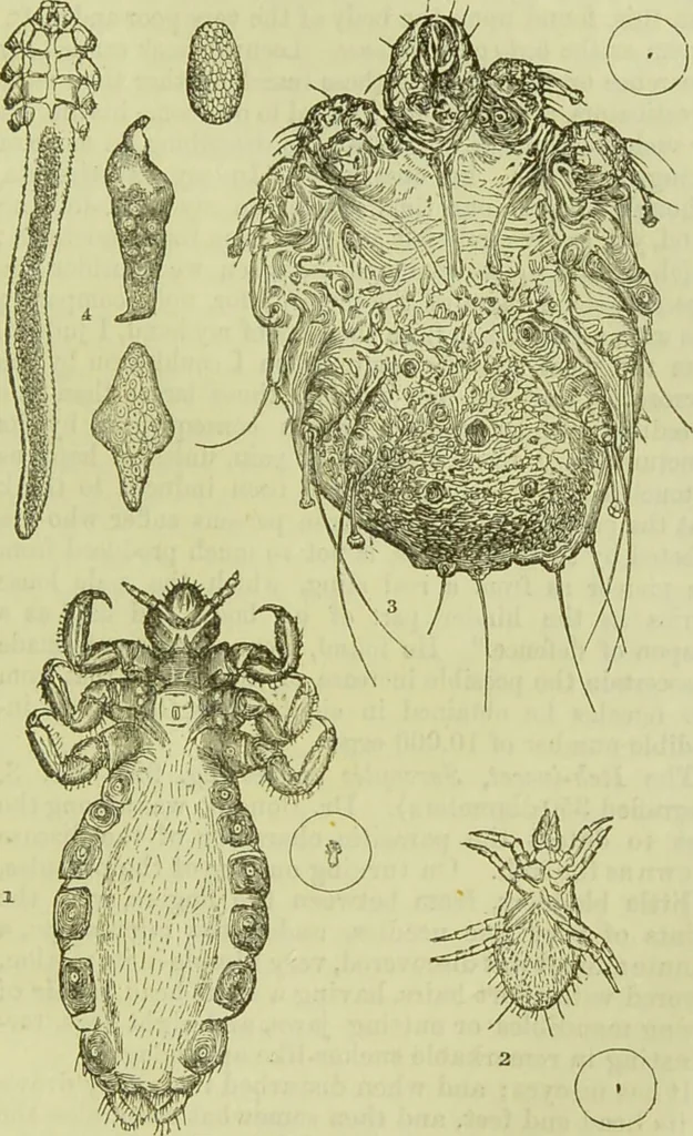 An illustration from The microscope : its history, construction, and application, being a familiar introduction to the use of the instrument, and the study of microscopical science / by Jabez Hogg ; with upwards of five hundred engravings, and coloured illustrations by Tuffen West., 1890, leaf 675
