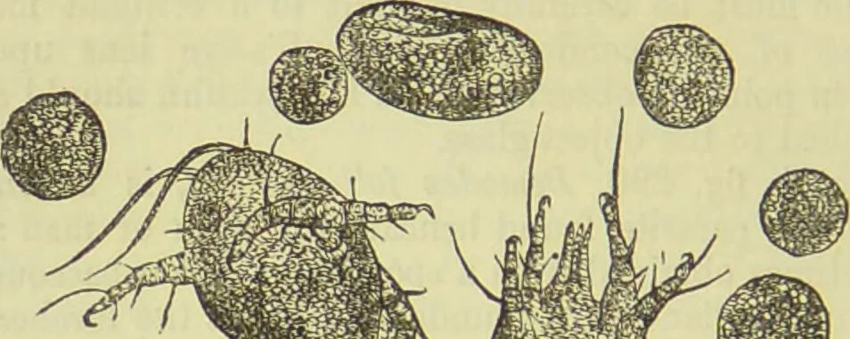 An illustration from The microscope : its history, construction, and application, being a familiar introduction to the use of the instrument, and the study of microscopical science / by Jabez Hogg ; with upwards of five hundred engravings, and coloured illustrations by Tuffen West., 1890, leaf 678