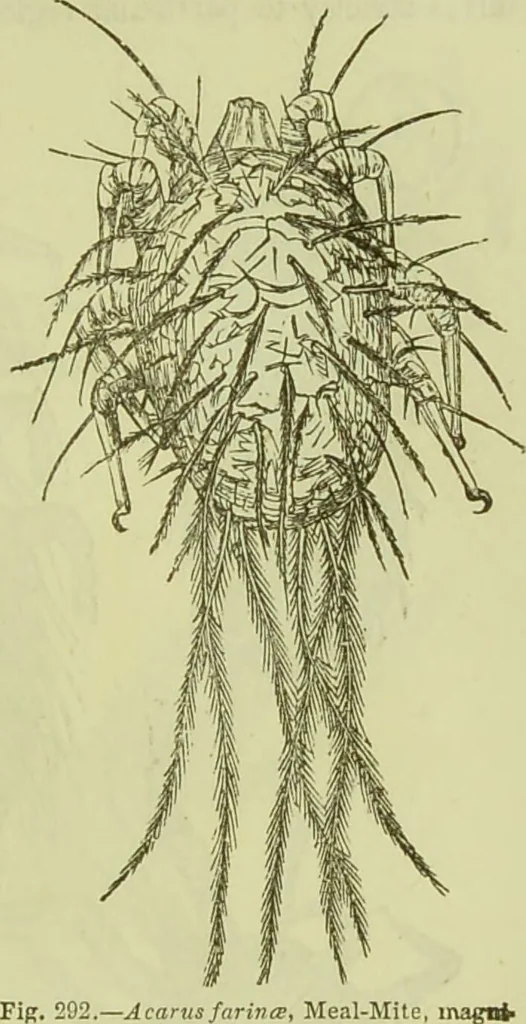 An illustration from The microscope : its history, construction, and application, being a familiar introduction to the use of the instrument, and the study of microscopical science / by Jabez Hogg ; with upwards of five hundred engravings, and coloured illustrations by Tuffen West., 1890, leaf 679
