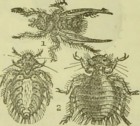 An illustration from The microscope : its history, construction, and application, being a familiar introduction to the use of the instrument, and the study of microscopical science / by Jabez Hogg ; with upwards of five hundred engravings, and coloured illustrations by Tuffen West., 1890, leaf 679