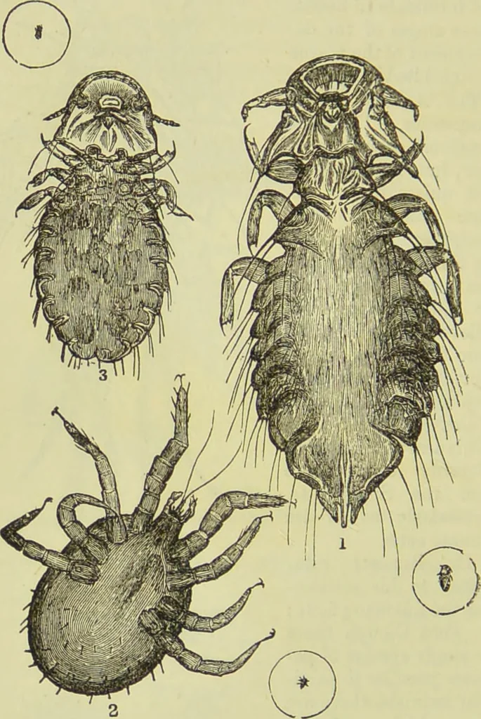 An illustration from The microscope : its history, construction, and application, being a familiar introduction to the use of the instrument, and the study of microscopical science / by Jabez Hogg ; with upwards of five hundred engravings, and coloured illustrations by Tuffen West., 1890, leaf 680