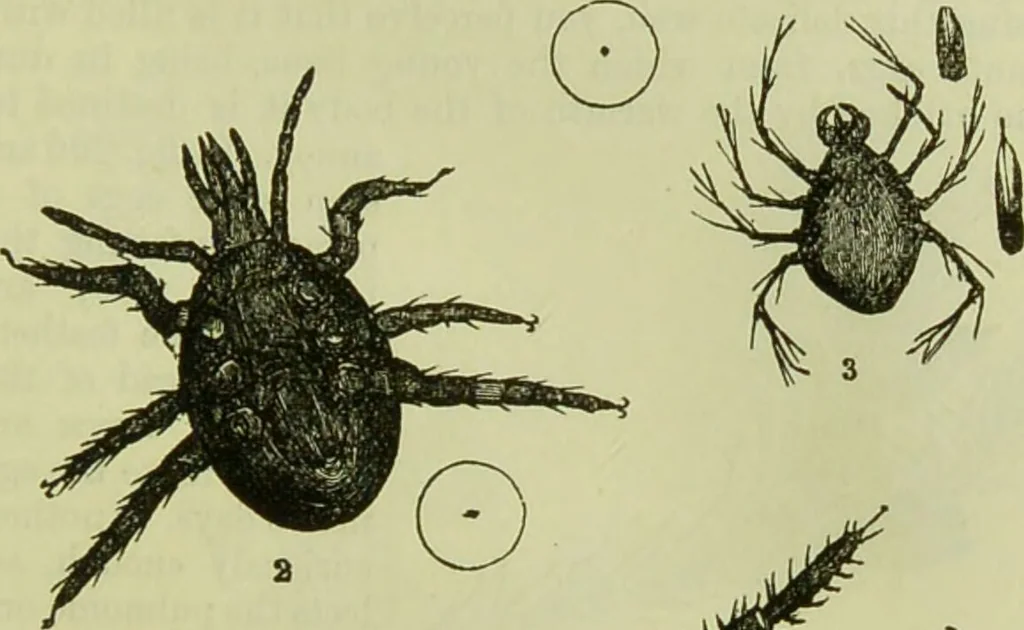 An illustration from The microscope : its history, construction, and application, being a familiar introduction to the use of the instrument, and the study of microscopical science / by Jabez Hogg ; with upwards of five hundred engravings, and coloured illustrations by Tuffen West., 1890, leaf 681