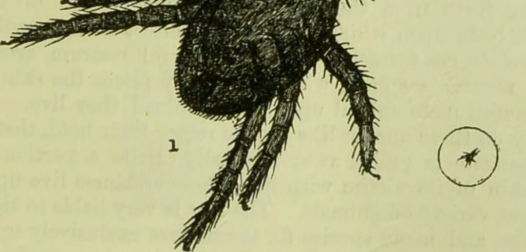 An illustration from The microscope : its history, construction, and application, being a familiar introduction to the use of the instrument, and the study of microscopical science / by Jabez Hogg ; with upwards of five hundred engravings, and coloured illustrations by Tuffen West., 1890, leaf 681