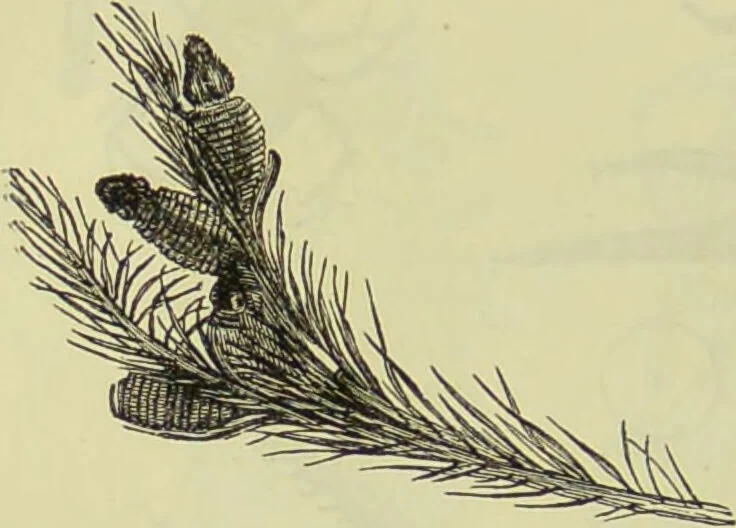 An illustration from The microscope : its history, construction, and application, being a familiar introduction to the use of the instrument, and the study of microscopical science / by Jabez Hogg ; with upwards of five hundred engravings, and coloured illustrations by Tuffen West., 1890, leaf 682