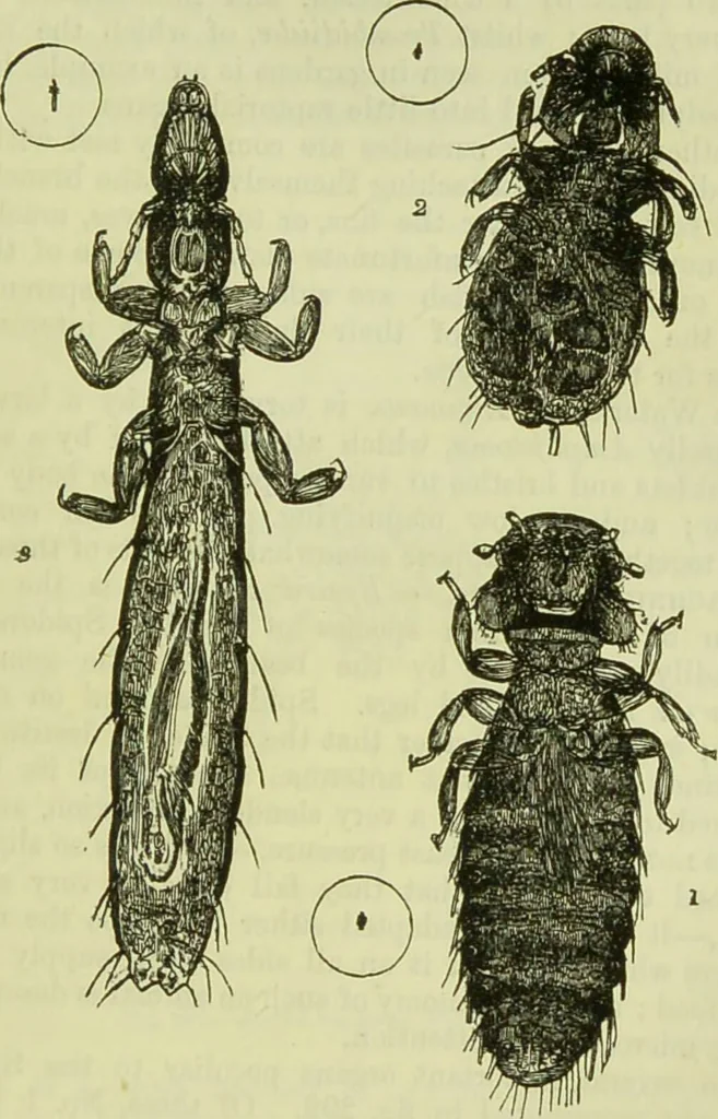 An illustration from The microscope : its history, construction, and application, being a familiar introduction to the use of the instrument, and the study of microscopical science / by Jabez Hogg ; with upwards of five hundred engravings, and coloured illustrations by Tuffen West., 1890, leaf 683