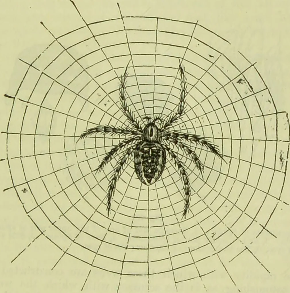 An illustration from The microscope : its history, construction, and application, being a familiar introduction to the use of the instrument, and the study of microscopical science / by Jabez Hogg ; with upwards of five hundred engravings, and coloured illustrations by Tuffen West., 1890, leaf 685