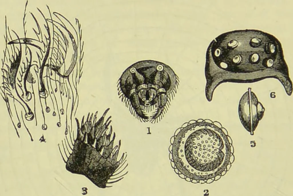 An illustration from The microscope : its history, construction, and application, being a familiar introduction to the use of the instrument, and the study of microscopical science / by Jabez Hogg ; with upwards of five hundred engravings, and coloured illustrations by Tuffen West., 1890, leaf 686