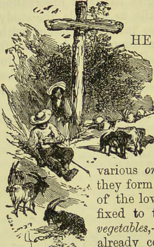 An illustration from The microscope : its history, construction, and application, being a familiar introduction to the use of the instrument, and the study of microscopical science / by Jabez Hogg ; with upwards of five hundred engravings, and coloured illustrations by Tuffen West., 1890, leaf 694