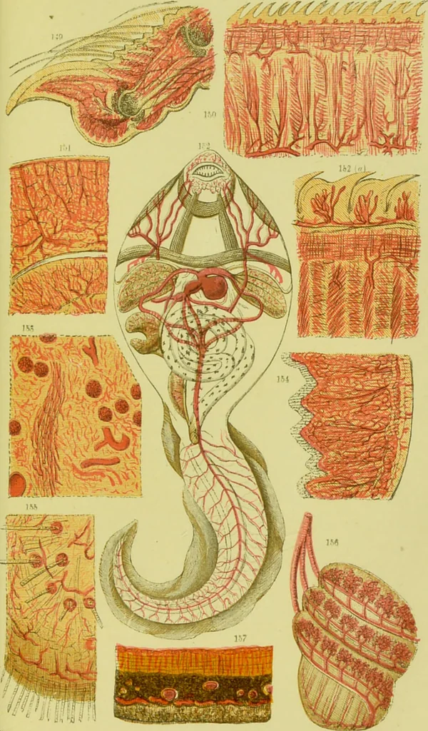 An illustration from The microscope : its history, construction, and application, being a familiar introduction to the use of the instrument, and the study of microscopical science / by Jabez Hogg ; with upwards of five hundred engravings, and coloured illustrations by Tuffen West., 1890, leaf 695