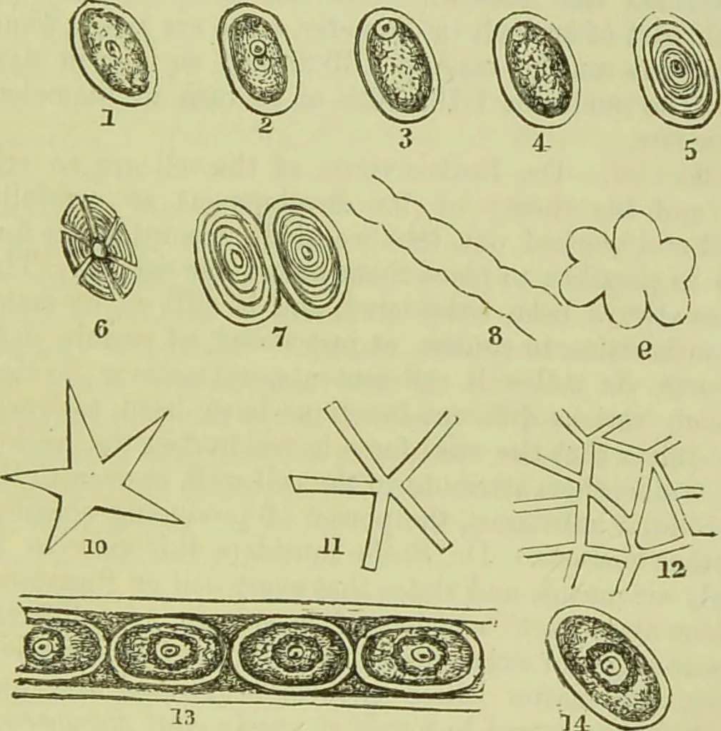 An illustration from The microscope : its history, construction, and application, being a familiar introduction to the use of the instrument, and the study of microscopical science / by Jabez Hogg ; with upwards of five hundred engravings, and coloured illustrations by Tuffen West., 1890, leaf 701