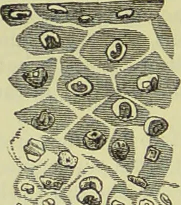 An illustration from The microscope : its history, construction, and application, being a familiar introduction to the use of the instrument, and the study of microscopical science / by Jabez Hogg ; with upwards of five hundred engravings, and coloured illustrations by Tuffen West., 1890, leaf 710