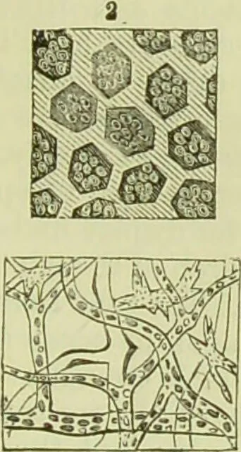 An illustration from The microscope : its history, construction, and application, being a familiar introduction to the use of the instrument, and the study of microscopical science / by Jabez Hogg ; with upwards of five hundred engravings, and coloured illustrations by Tuffen West., 1890, leaf 711