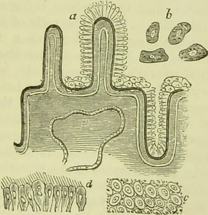 An illustration from The microscope : its history, construction, and application, being a familiar introduction to the use of the instrument, and the study of microscopical science / by Jabez Hogg ; with upwards of five hundred engravings, and coloured illustrations by Tuffen West., 1890, leaf 711