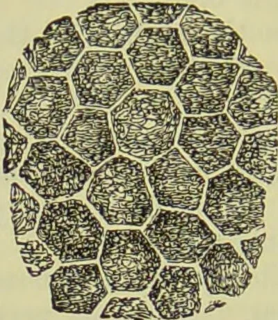 An illustration from The microscope : its history, construction, and application, being a familiar introduction to the use of the instrument, and the study of microscopical science / by Jabez Hogg ; with upwards of five hundred engravings, and coloured illustrations by Tuffen West., 1890, leaf 714