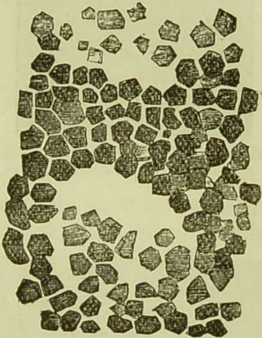 An illustration from The microscope : its history, construction, and application, being a familiar introduction to the use of the instrument, and the study of microscopical science / by Jabez Hogg ; with upwards of five hundred engravings, and coloured illustrations by Tuffen West., 1890, leaf 717