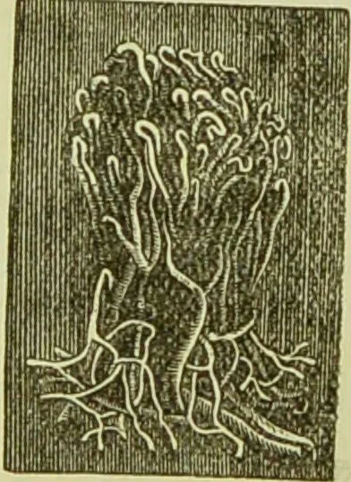 An illustration from The microscope : its history, construction, and application, being a familiar introduction to the use of the instrument, and the study of microscopical science / by Jabez Hogg ; with upwards of five hundred engravings, and coloured illustrations by Tuffen West., 1890, leaf 717