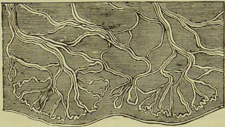 An illustration from The microscope : its history, construction, and application, being a familiar introduction to the use of the instrument, and the study of microscopical science / by Jabez Hogg ; with upwards of five hundred engravings, and coloured illustrations by Tuffen West., 1890, leaf 718