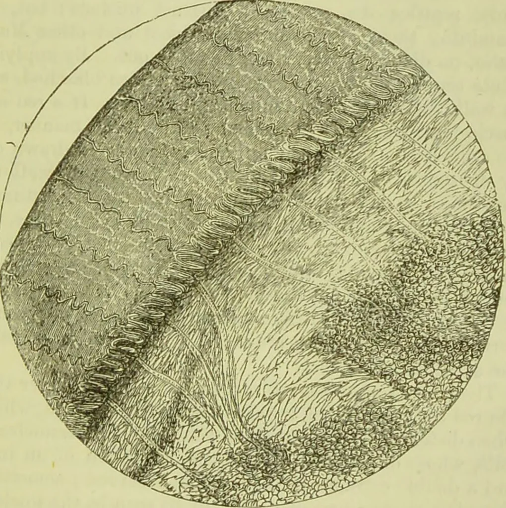 An illustration from The microscope : its history, construction, and application, being a familiar introduction to the use of the instrument, and the study of microscopical science / by Jabez Hogg ; with upwards of five hundred engravings, and coloured illustrations by Tuffen West., 1890, leaf 719