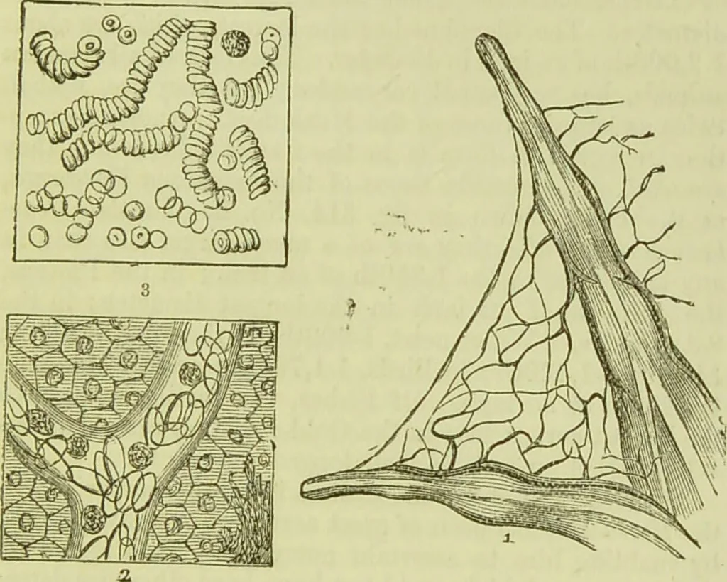 An illustration from The microscope : its history, construction, and application, being a familiar introduction to the use of the instrument, and the study of microscopical science / by Jabez Hogg ; with upwards of five hundred engravings, and coloured illustrations by Tuffen West., 1890, leaf 721