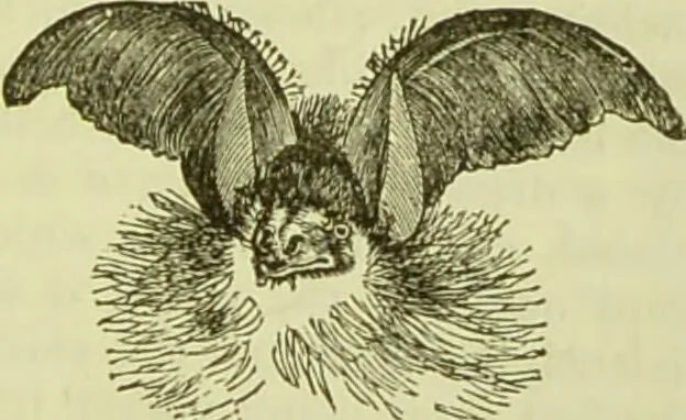 An illustration from The microscope : its history, construction, and application, being a familiar introduction to the use of the instrument, and the study of microscopical science / by Jabez Hogg ; with upwards of five hundred engravings, and coloured illustrations by Tuffen West., 1890, leaf 723