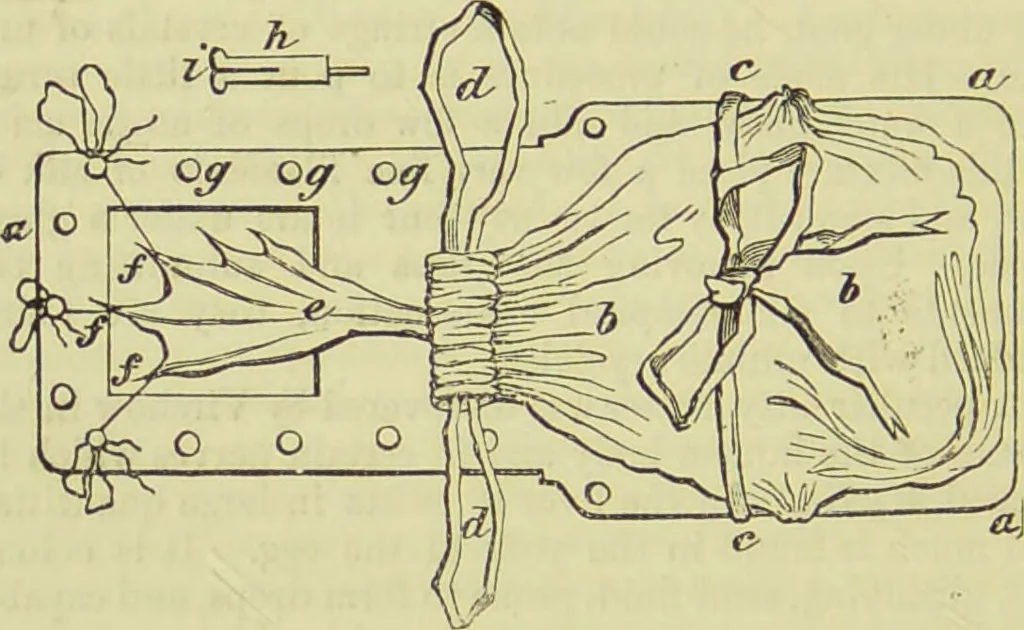 An illustration from The microscope : its history, construction, and application, being a familiar introduction to the use of the instrument, and the study of microscopical science / by Jabez Hogg ; with upwards of five hundred engravings, and coloured illustrations by Tuffen West., 1890, leaf 724