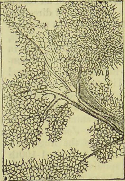 An illustration from The microscope : its history, construction, and application, being a familiar introduction to the use of the instrument, and the study of microscopical science / by Jabez Hogg ; with upwards of five hundred engravings, and coloured illustrations by Tuffen West., 1890, leaf 732