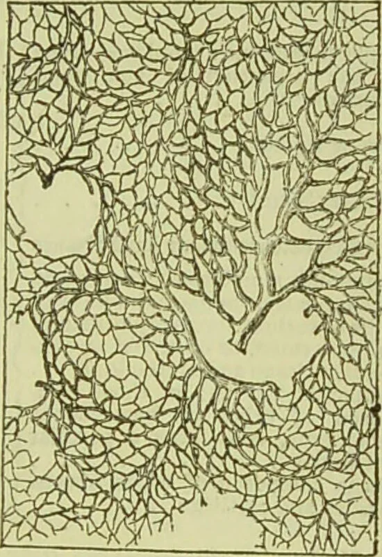 An illustration from The microscope : its history, construction, and application, being a familiar introduction to the use of the instrument, and the study of microscopical science / by Jabez Hogg ; with upwards of five hundred engravings, and coloured illustrations by Tuffen West., 1890, leaf 733