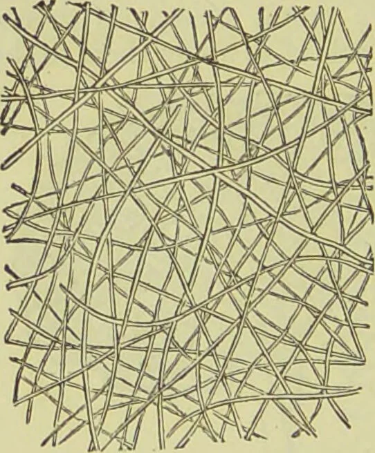 An illustration from The microscope : its history, construction, and application, being a familiar introduction to the use of the instrument, and the study of microscopical science / by Jabez Hogg ; with upwards of five hundred engravings, and coloured illustrations by Tuffen West., 1890, leaf 734