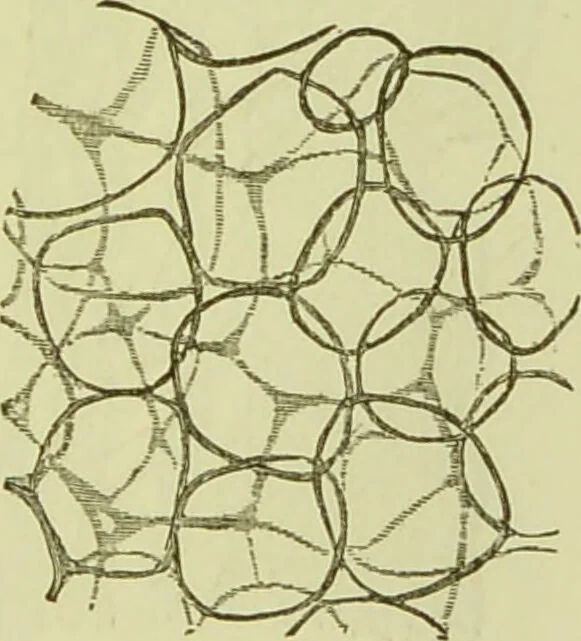 An illustration from The microscope : its history, construction, and application, being a familiar introduction to the use of the instrument, and the study of microscopical science / by Jabez Hogg ; with upwards of five hundred engravings, and coloured illustrations by Tuffen West., 1890, leaf 735