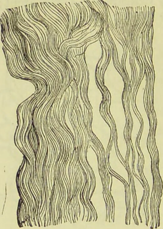 An illustration from The microscope : its history, construction, and application, being a familiar introduction to the use of the instrument, and the study of microscopical science / by Jabez Hogg ; with upwards of five hundred engravings, and coloured illustrations by Tuffen West., 1890, leaf 736