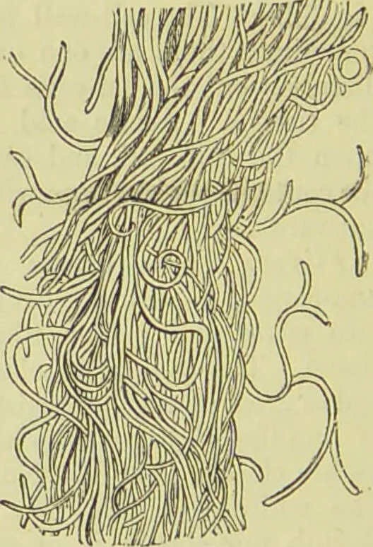 An illustration from The microscope : its history, construction, and application, being a familiar introduction to the use of the instrument, and the study of microscopical science / by Jabez Hogg ; with upwards of five hundred engravings, and coloured illustrations by Tuffen West., 1890, leaf 736