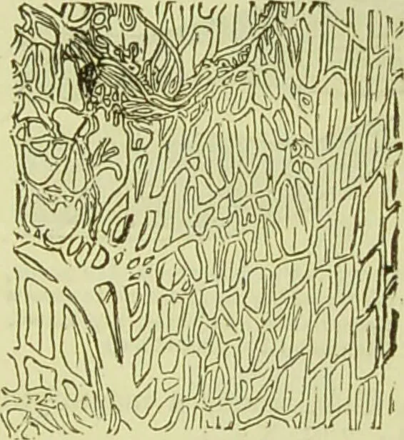 An illustration from The microscope : its history, construction, and application, being a familiar introduction to the use of the instrument, and the study of microscopical science / by Jabez Hogg ; with upwards of five hundred engravings, and coloured illustrations by Tuffen West., 1890, leaf 737