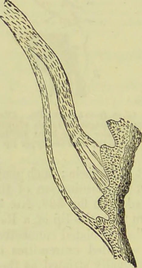 An illustration from The microscope : its history, construction, and application, being a familiar introduction to the use of the instrument, and the study of microscopical science / by Jabez Hogg ; with upwards of five hundred engravings, and coloured illustrations by Tuffen West., 1890, leaf 740