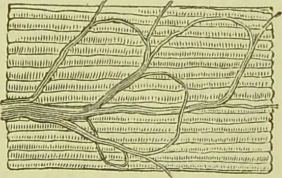 An illustration from The microscope : its history, construction, and application, being a familiar introduction to the use of the instrument, and the study of microscopical science / by Jabez Hogg ; with upwards of five hundred engravings, and coloured illustrations by Tuffen West., 1890, leaf 741