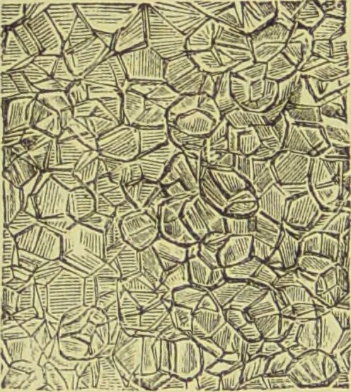 An illustration from The microscope : its history, construction, and application, being a familiar introduction to the use of the instrument, and the study of microscopical science / by Jabez Hogg ; with upwards of five hundred engravings, and coloured illustrations by Tuffen West., 1890, leaf 744
