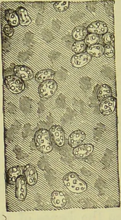 An illustration from The microscope : its history, construction, and application, being a familiar introduction to the use of the instrument, and the study of microscopical science / by Jabez Hogg ; with upwards of five hundred engravings, and coloured illustrations by Tuffen West., 1890, leaf 746