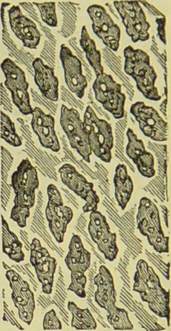 An illustration from The microscope : its history, construction, and application, being a familiar introduction to the use of the instrument, and the study of microscopical science / by Jabez Hogg ; with upwards of five hundred engravings, and coloured illustrations by Tuffen West., 1890, leaf 746