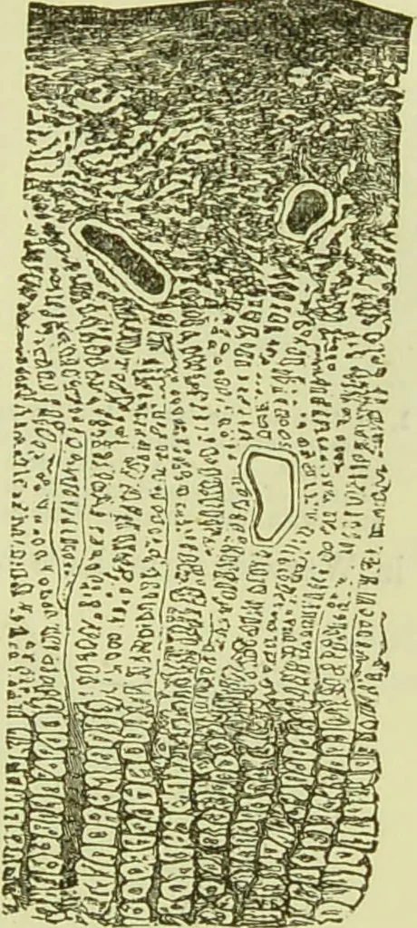 An illustration from The microscope : its history, construction, and application, being a familiar introduction to the use of the instrument, and the study of microscopical science / by Jabez Hogg ; with upwards of five hundred engravings, and coloured illustrations by Tuffen West., 1890, leaf 747