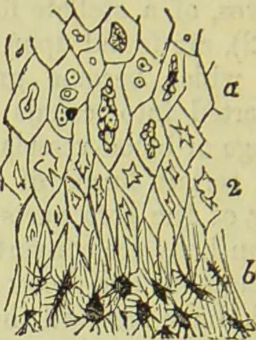 An illustration from The microscope : its history, construction, and application, being a familiar introduction to the use of the instrument, and the study of microscopical science / by Jabez Hogg ; with upwards of five hundred engravings, and coloured illustrations by Tuffen West., 1890, leaf 748