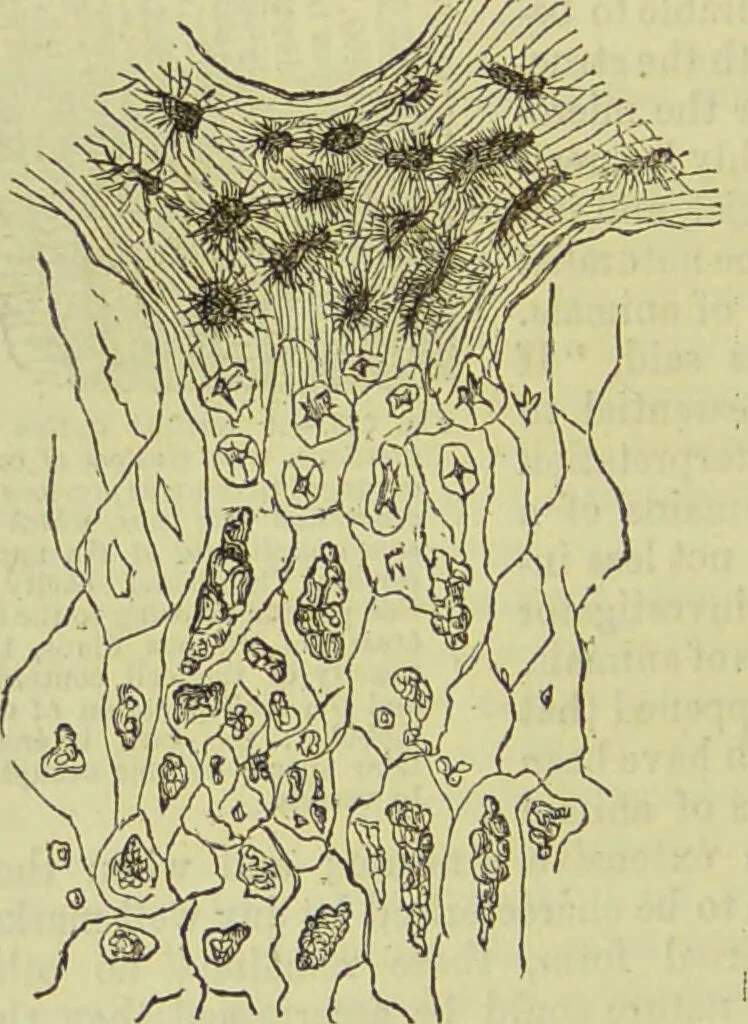 An illustration from The microscope : its history, construction, and application, being a familiar introduction to the use of the instrument, and the study of microscopical science / by Jabez Hogg ; with upwards of five hundred engravings, and coloured illustrations by Tuffen West., 1890, leaf 748