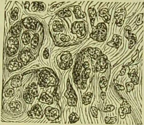 An illustration from The microscope : its history, construction, and application, being a familiar introduction to the use of the instrument, and the study of microscopical science / by Jabez Hogg ; with upwards of five hundred engravings, and coloured illustrations by Tuffen West., 1890, leaf 749